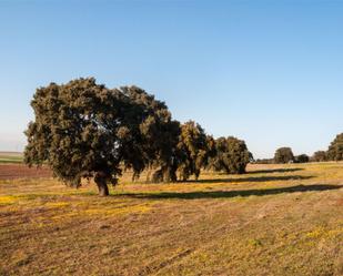 Grundstücke zum verkauf in Alcolea de Tajo