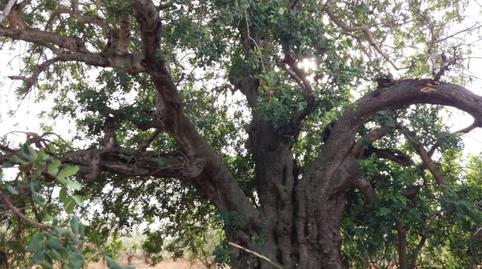 Foto 3 de Finca rústica en venta en Navarrés, Valencia