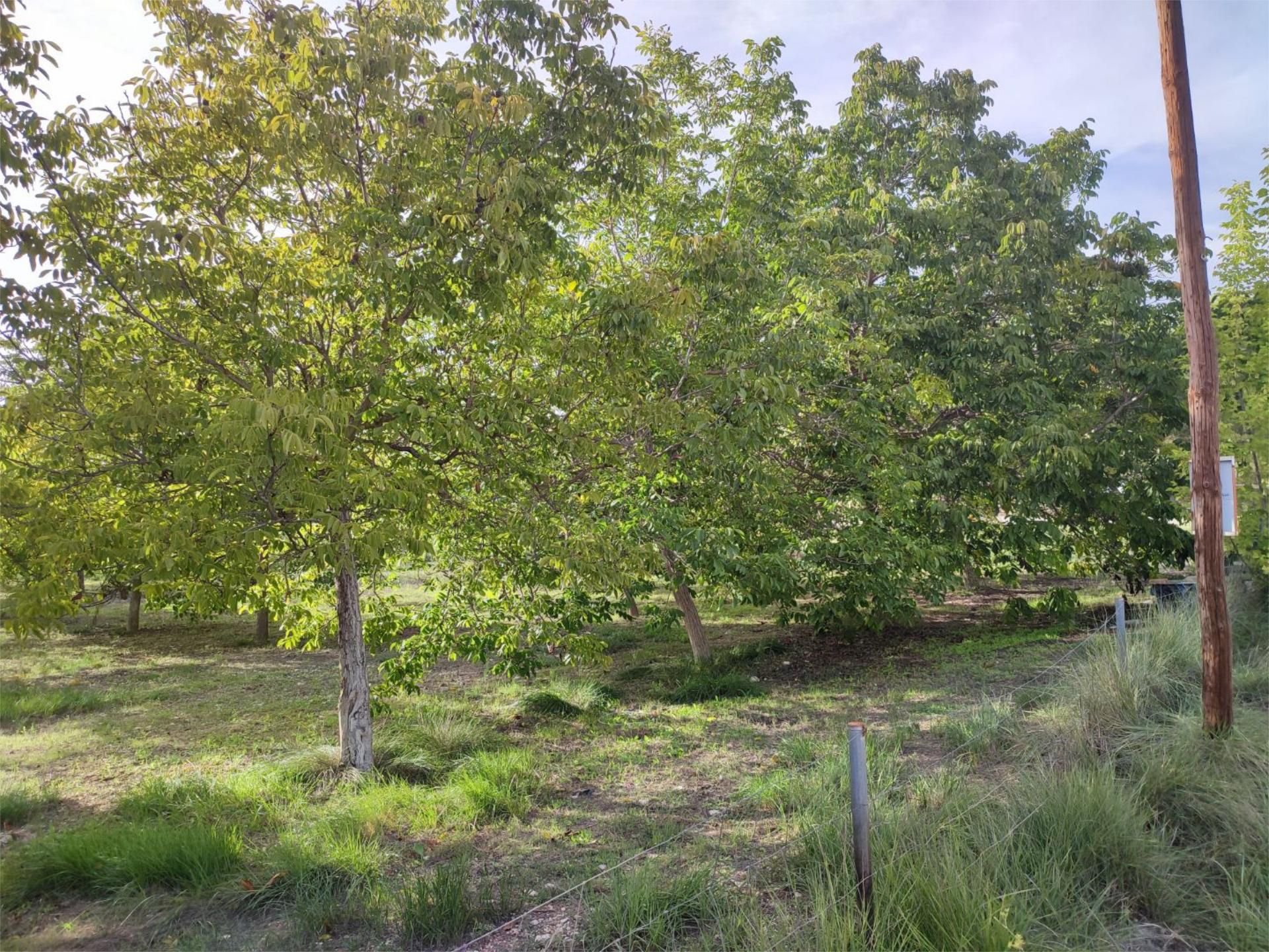 Land for sale in Plaça Numero 20, 257, El Llombo