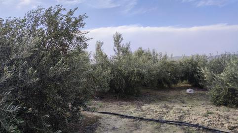 Land for sale in Plaça Numero 20, 257, El Llombo, Valencia - image 5 Photo 5 of Land for sale in Plaça Numero 20, 257, El Llombo, Valencia