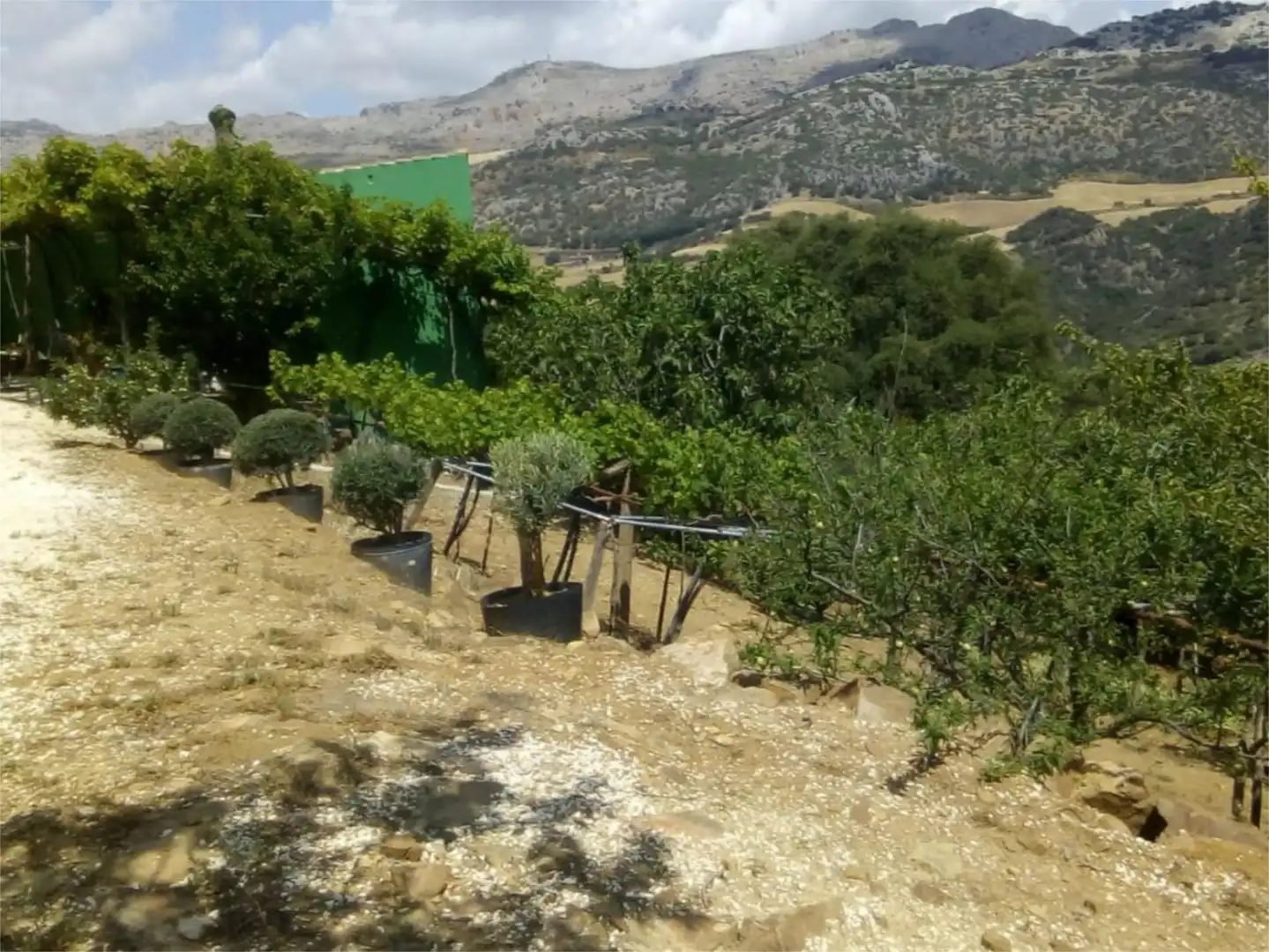 Finca rústica en venda a Avenida la Ballesta, 2, Villanueva de la Concepción
