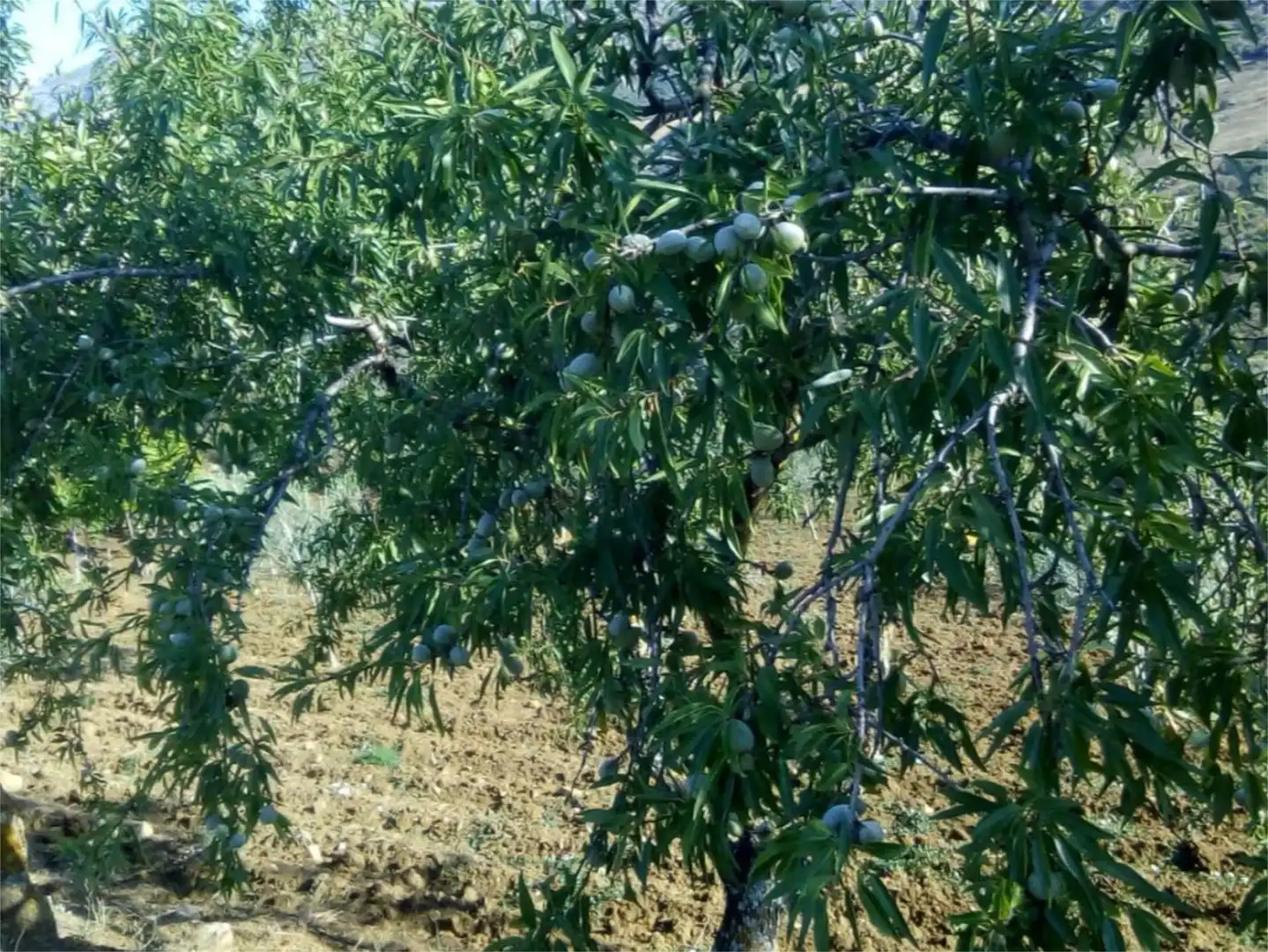 Finca rústica en venda a Avenida la Ballesta, 2, Villanueva de la Concepción