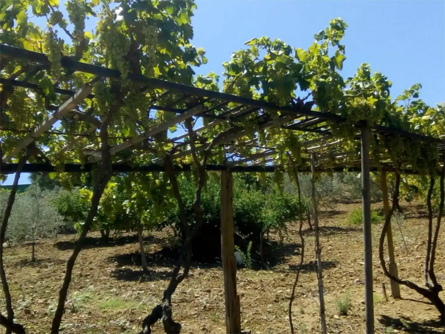 Finca rústica en venda a Avenida la Ballesta, 2, Villanueva de la Concepción