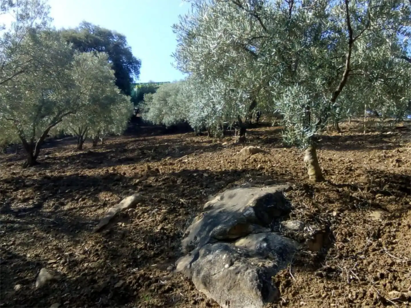 Finca rústica en venda a Avenida la Ballesta, 2, Villanueva de la Concepción