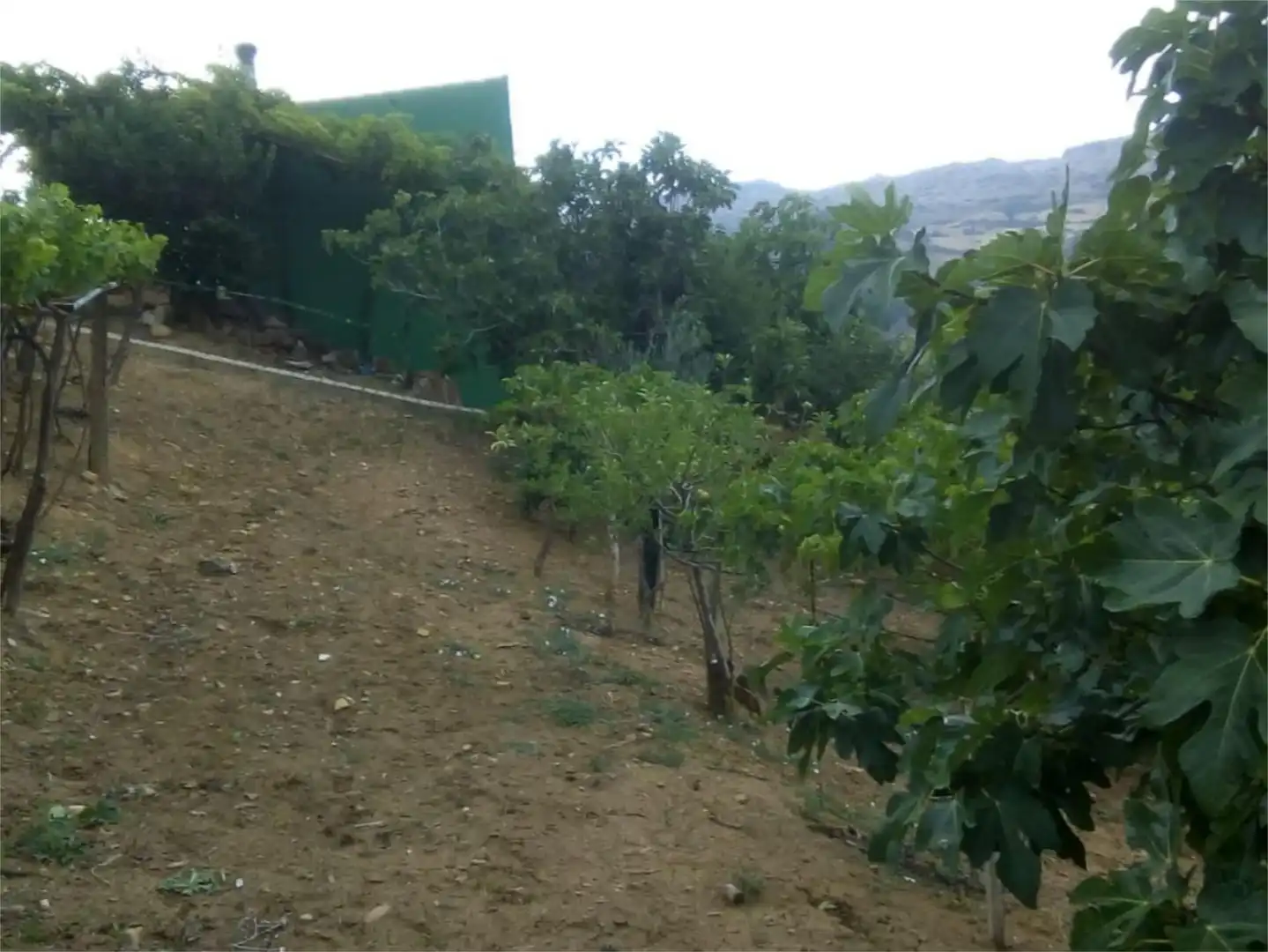 Finca rústica en venda a Avenida la Ballesta, 2, Villanueva de la Concepción