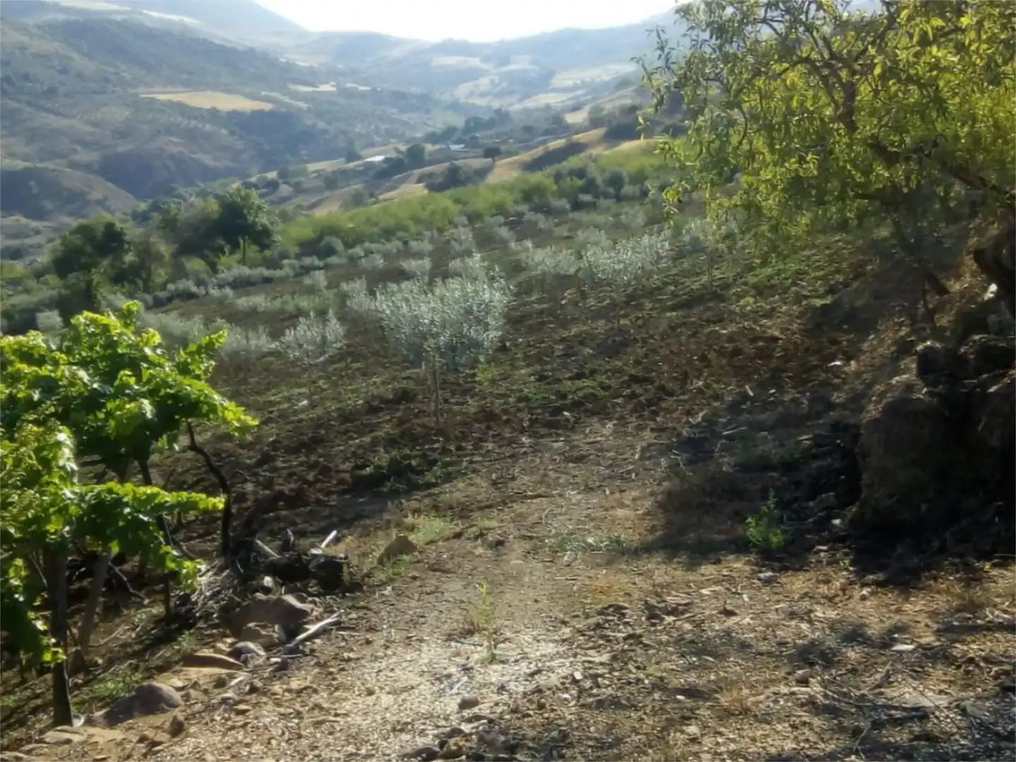 Finca rústica en venda a Avenida la Ballesta, 2, Villanueva de la Concepción