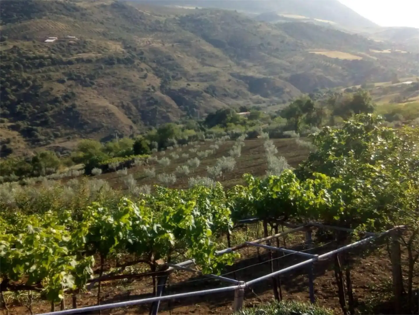 Finca rústica en venda a Avenida la Ballesta, 2, Villanueva de la Concepción
