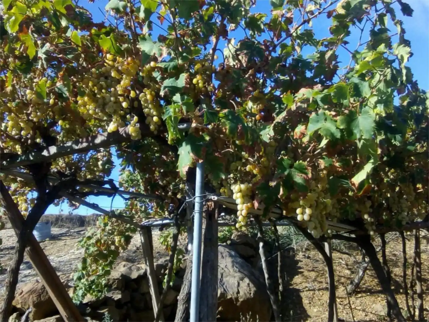Finca rústica en venda a Avenida la Ballesta, 2, Villanueva de la Concepción