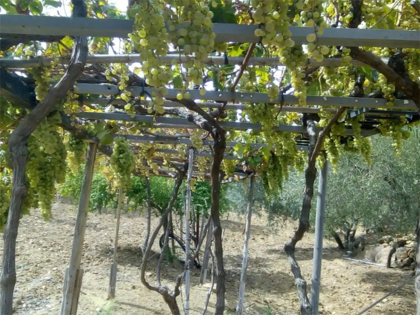 Finca rústica en venda a Avenida la Ballesta, 2, Villanueva de la Concepción