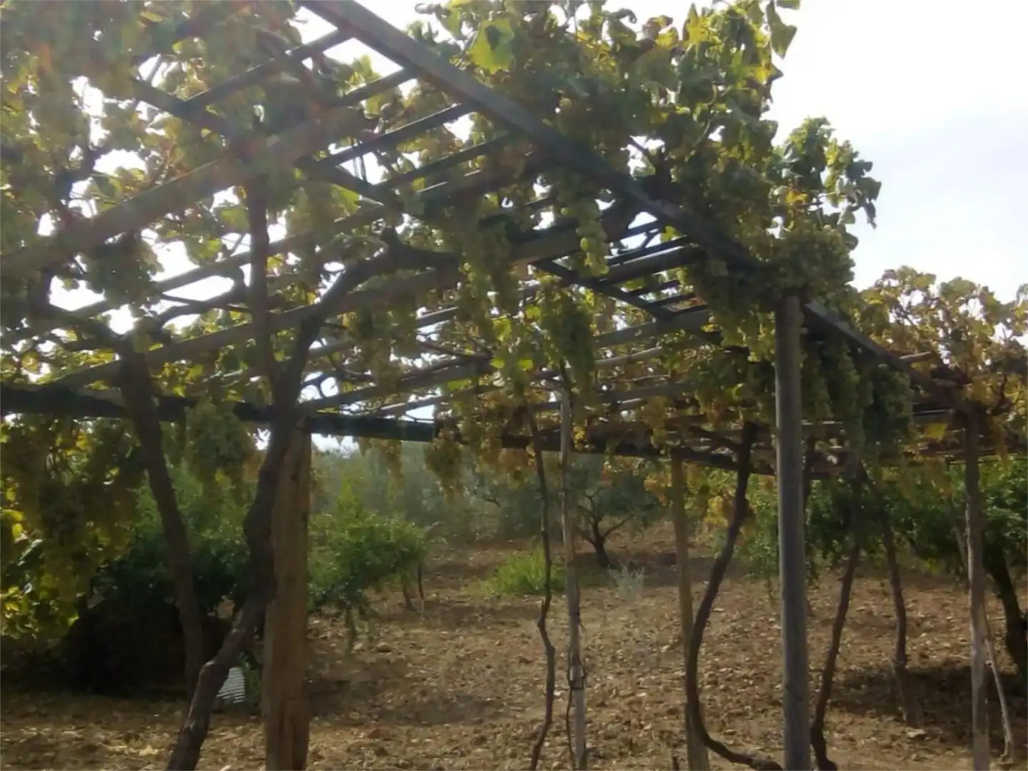 Finca rústica en venda a Avenida la Ballesta, 2, Villanueva de la Concepción