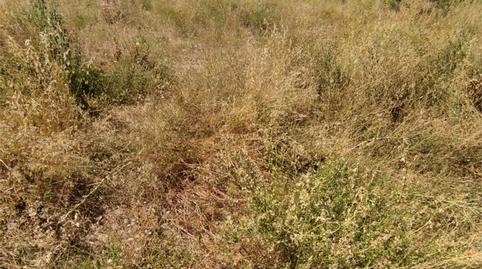 Non-constructible Land for sale in Carretera de Turegano, 14, Caballar, Segovia - image 5 Photo 5 of Non-constructible Land for sale in Carretera de Turegano, 14, Caballar, Segovia