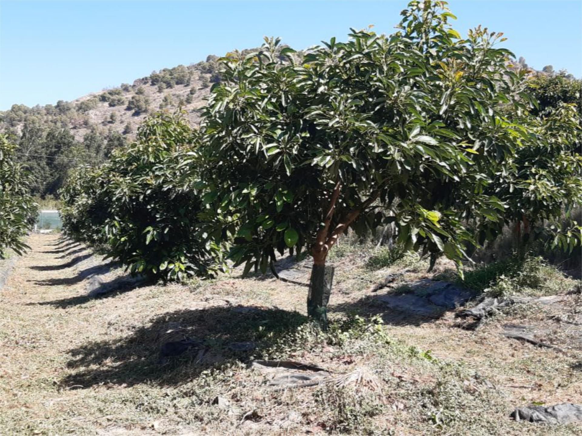 Terreno en venta en Vélez de Benaudalla