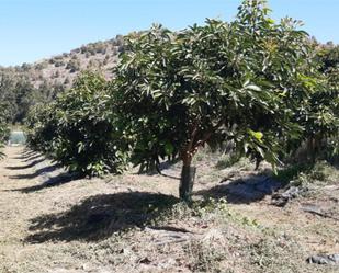 Terreny en venda en Vélez de Benaudalla