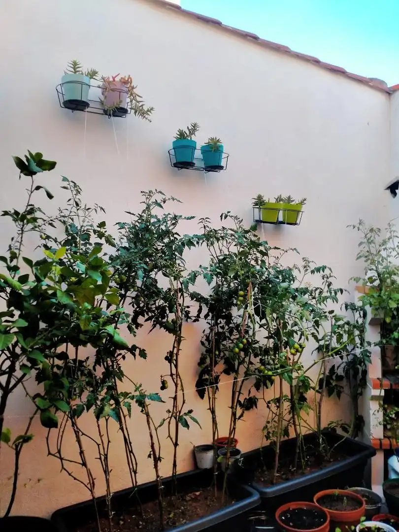 Casa o chalet en venta en Calle Fray Luis de León, 4, Malagón Jardín de Casa o chalet en venta en Malagón