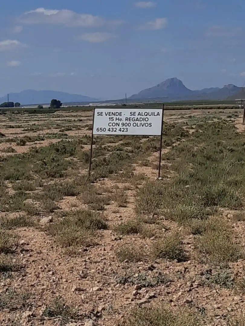 Terreno en venta en Jumilla
