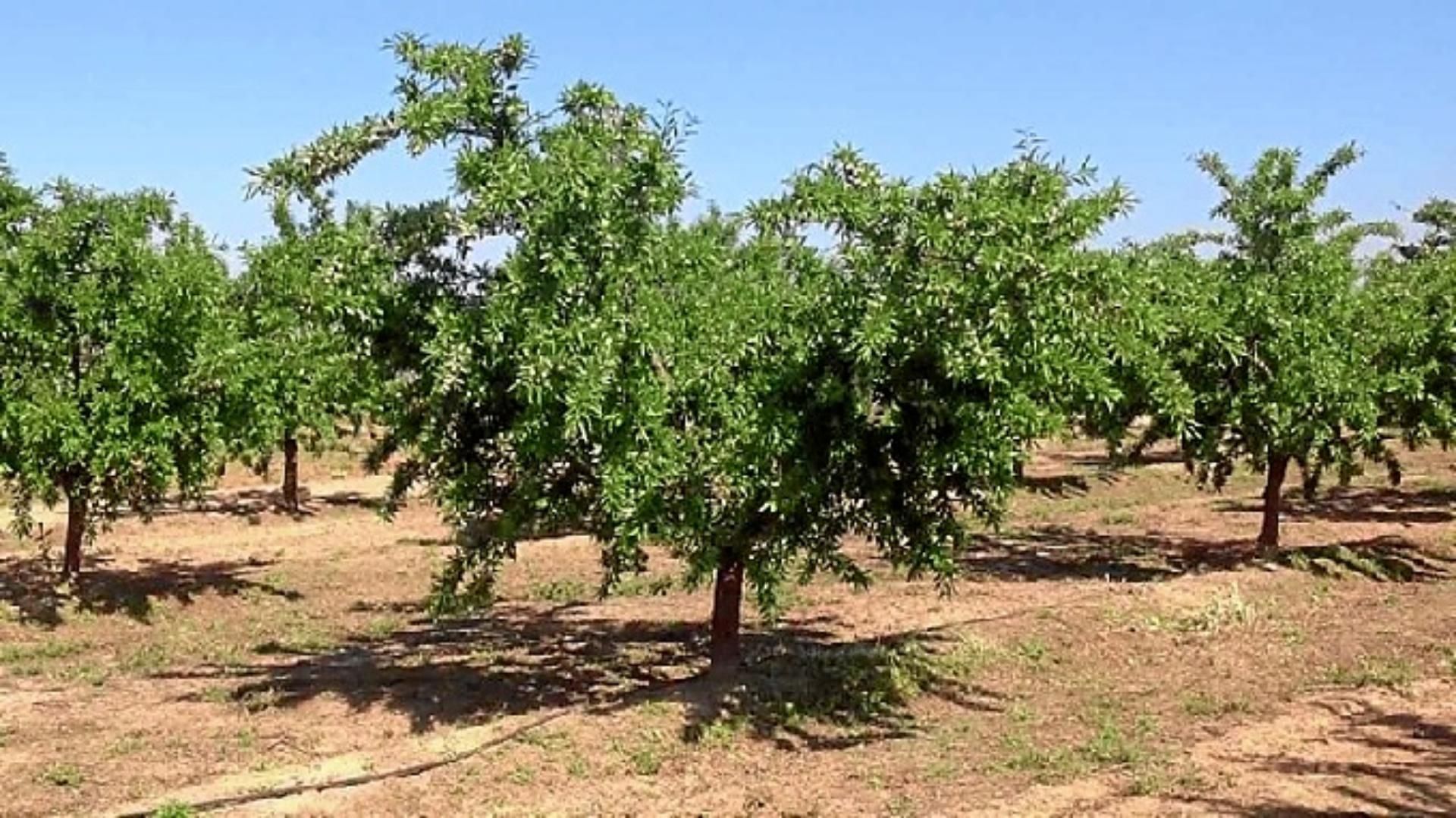 Garden of Land for sale in Puebla de Don Fadrique