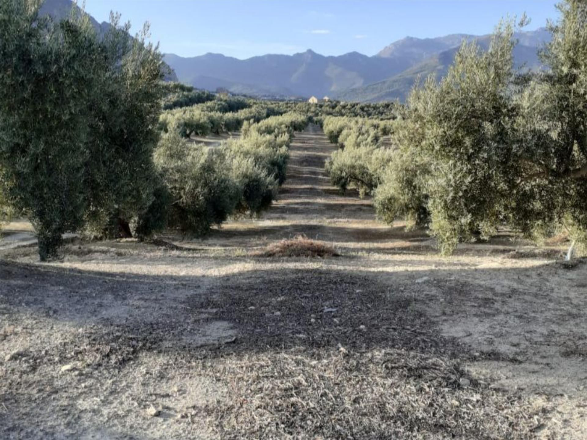 Land for sale in Bedmar y Garcíez