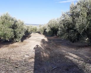 Land for sale in Bedmar y Garcíez