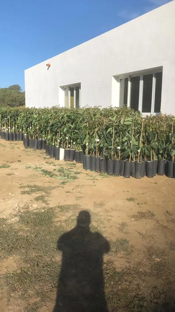 Garten von Grundstücke zum Verkauf in Sotogrande