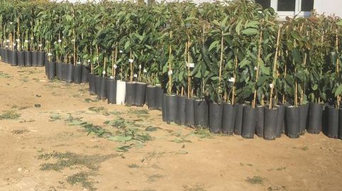 Foto 3 von Grundstücke zum Verkauf in Avenida Ciro Gil, 17, San Enrique - Guadiaro - Pueblo Nuevo, Sotogrande