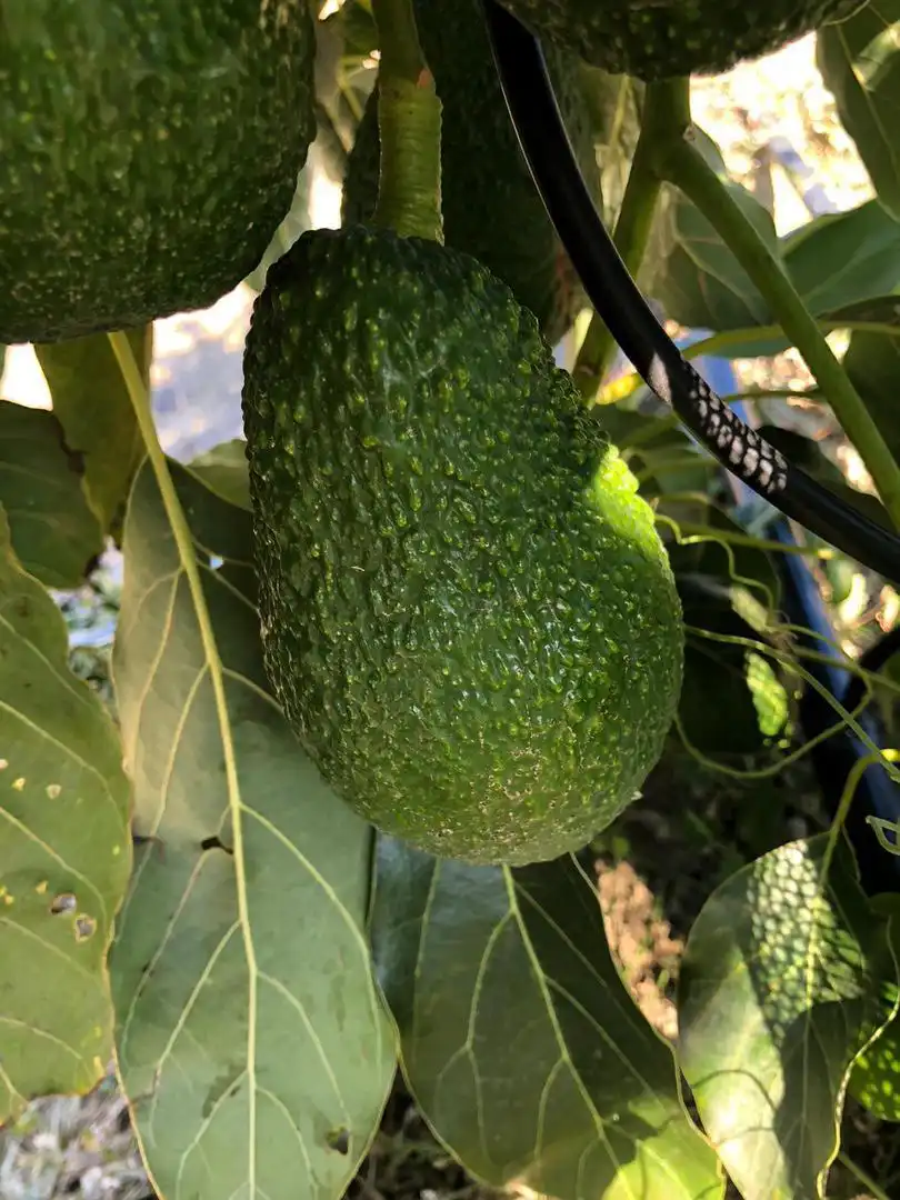 Garten von Grundstücke zum Verkauf in Sotogrande