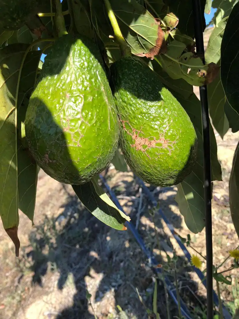 Garten von Grundstücke zum Verkauf in Sotogrande