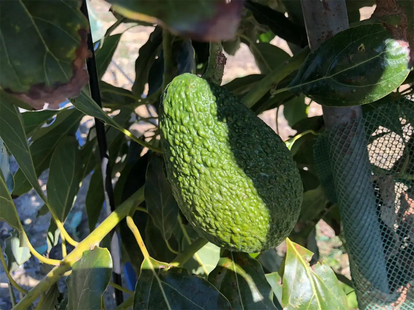 Garten von Grundstücke zum Verkauf in Sotogrande