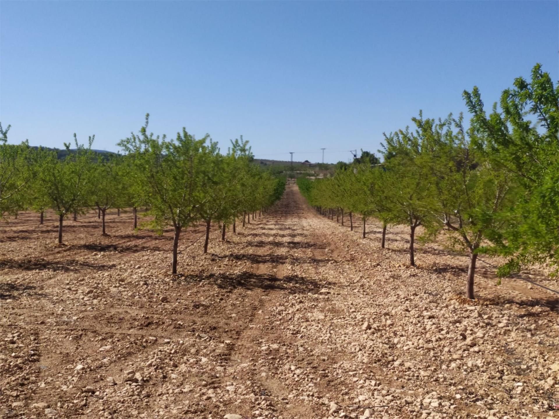 Finca rústica en venta en El Pinós / Pinoso
