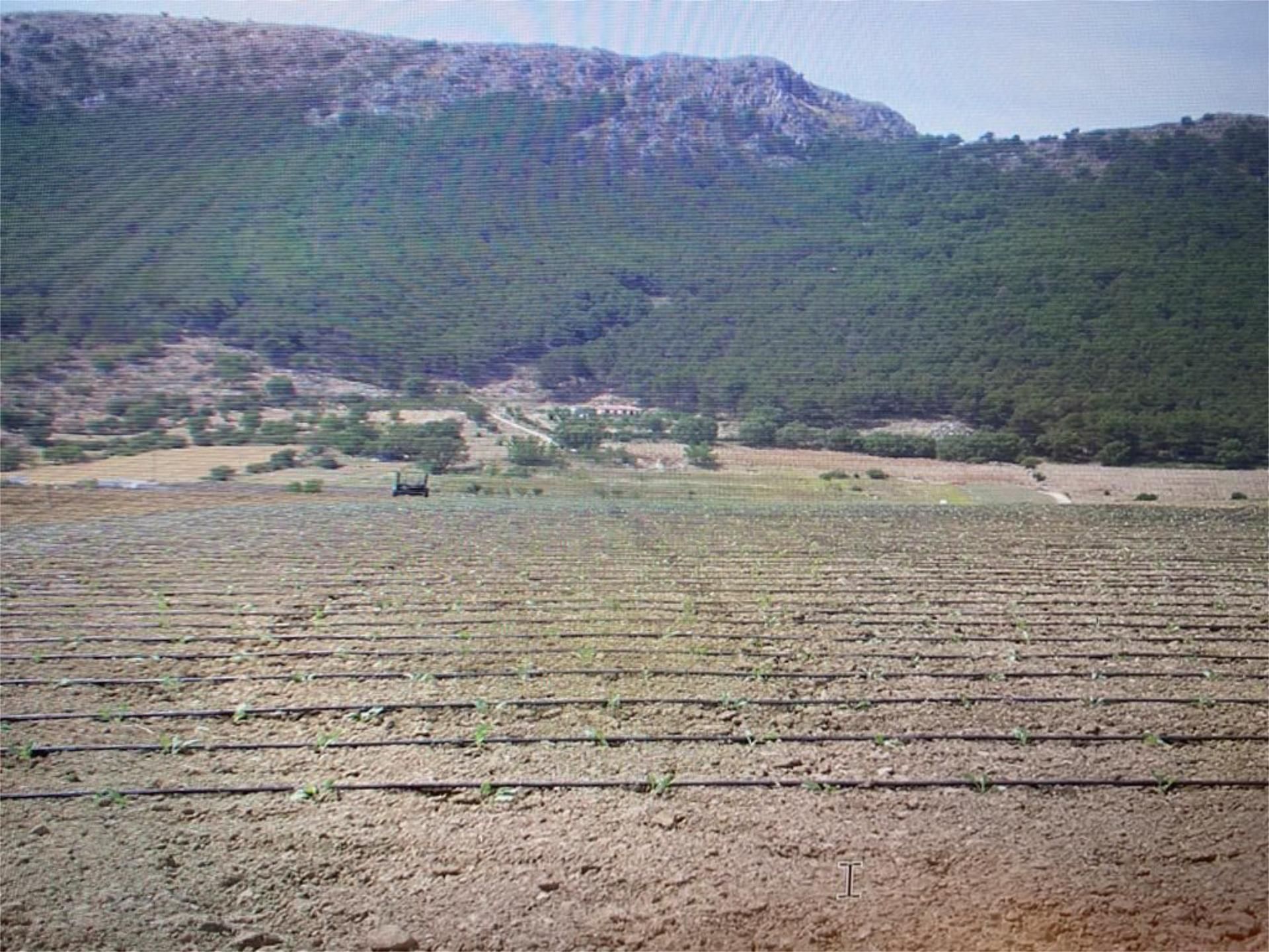 Land for sale in Zafarraya