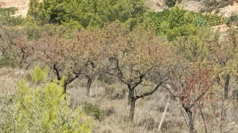 Foto 2 de Finca rústica en venta en Bot, Tarragona