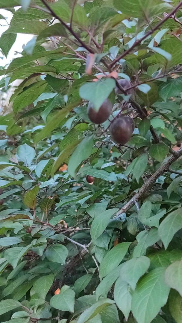 Jardí de Finca rústica en venda en Fuenteheridos amb Terrassa