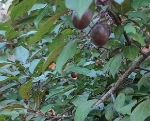 Jardí de Finca rústica en venda en Fuenteheridos amb Terrassa