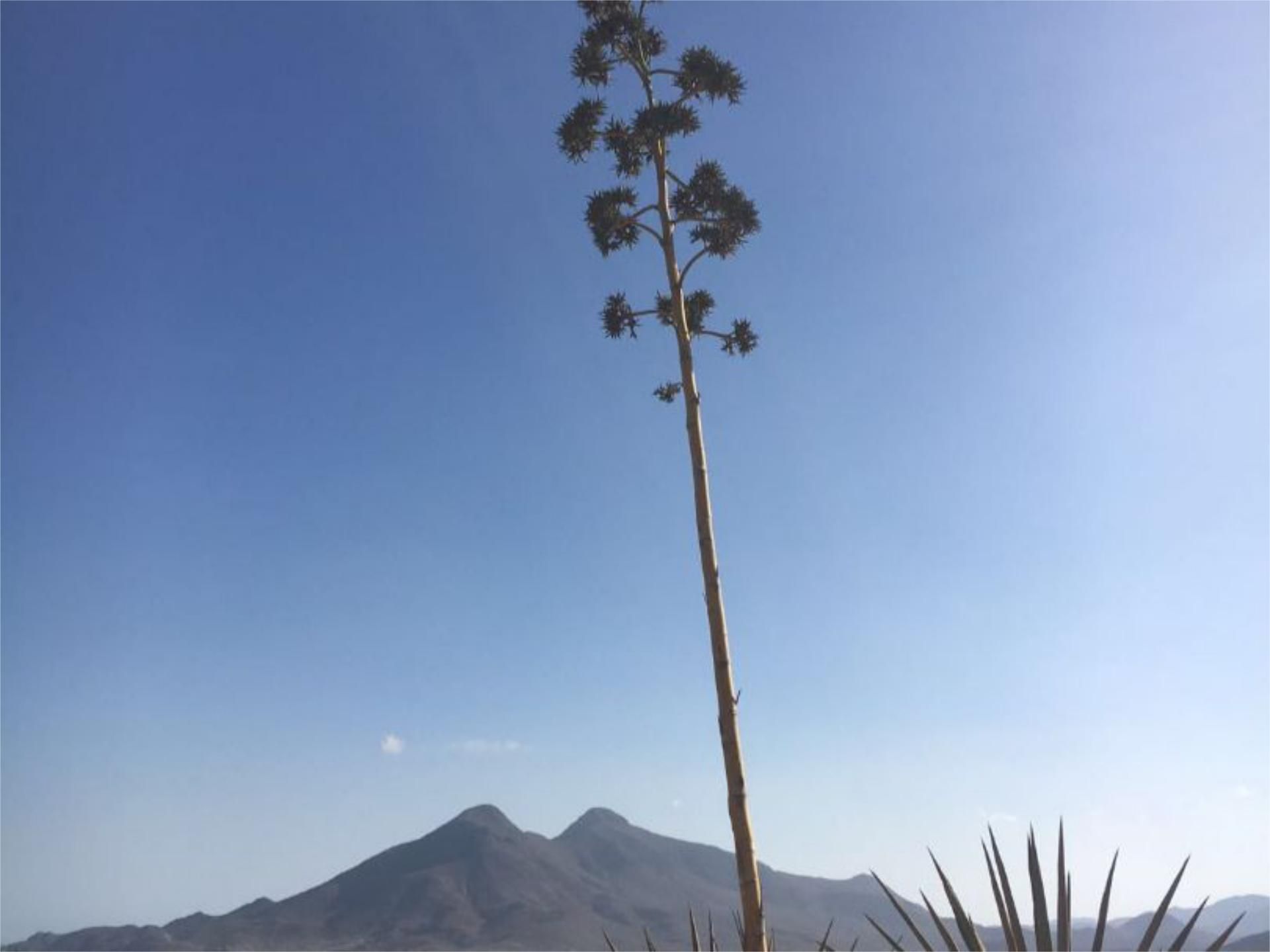 House or chalet to rent in Calle la Mesta, 20, Pozo de los Frailes - Presillas - Albaricoques