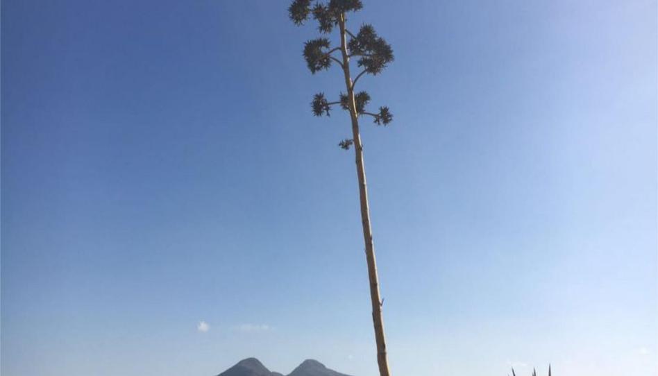 Photo 1 of House or chalet to rent in Calle la Mesta, 20, Pozo de los Frailes - Presillas - Albaricoques, Almería