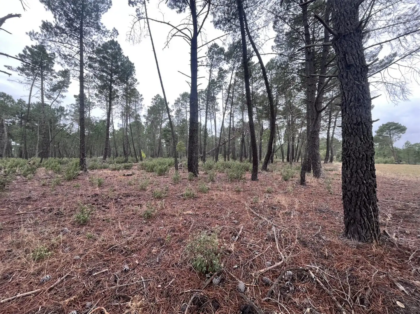 Finca rústica en venta en Villalba de la Sierra Finca rústica en venta en Villalba de la Sierra