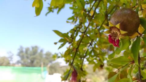 Terreny en venda a Fuente Obejuna, Córdoba - imatge 3 Foto 3 de Terreny en venda a Fuente Obejuna, Córdoba