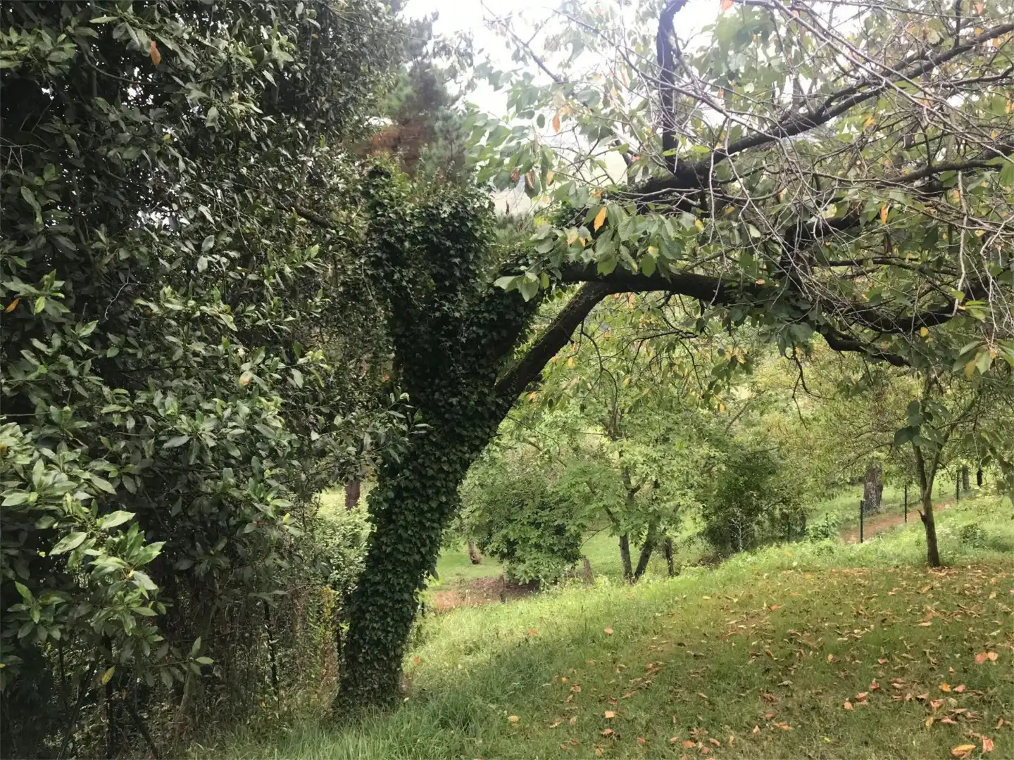 Jardín de Urbanizable en venta en Gijón 