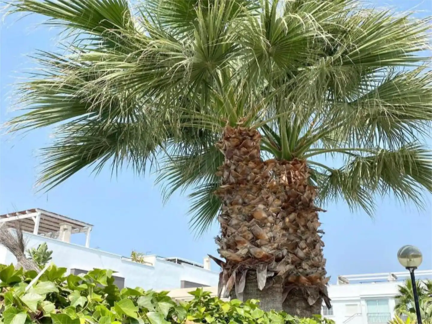Piso en venta en Calle Cecilio Gallego Alaminos, 11, Parque Acuático - Sector 25 Vista exterior de Piso en venta en Torrevieja con Aire acondicionado, Terraza y Piscina