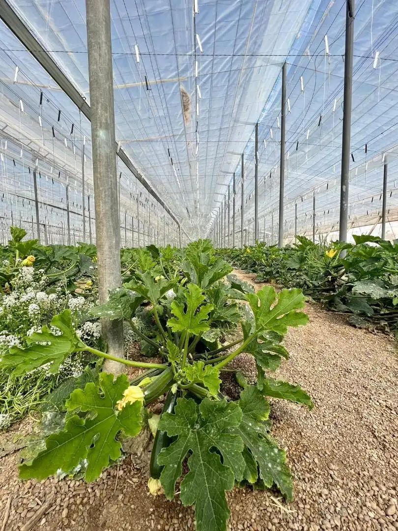 Jardí de Finca rústica en venda en Níjar