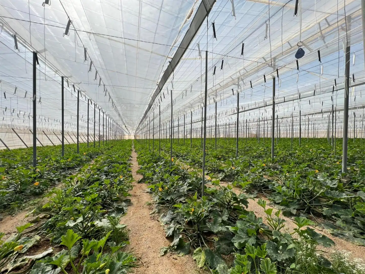 Vista exterior de Finca rústica en venda en Níjar