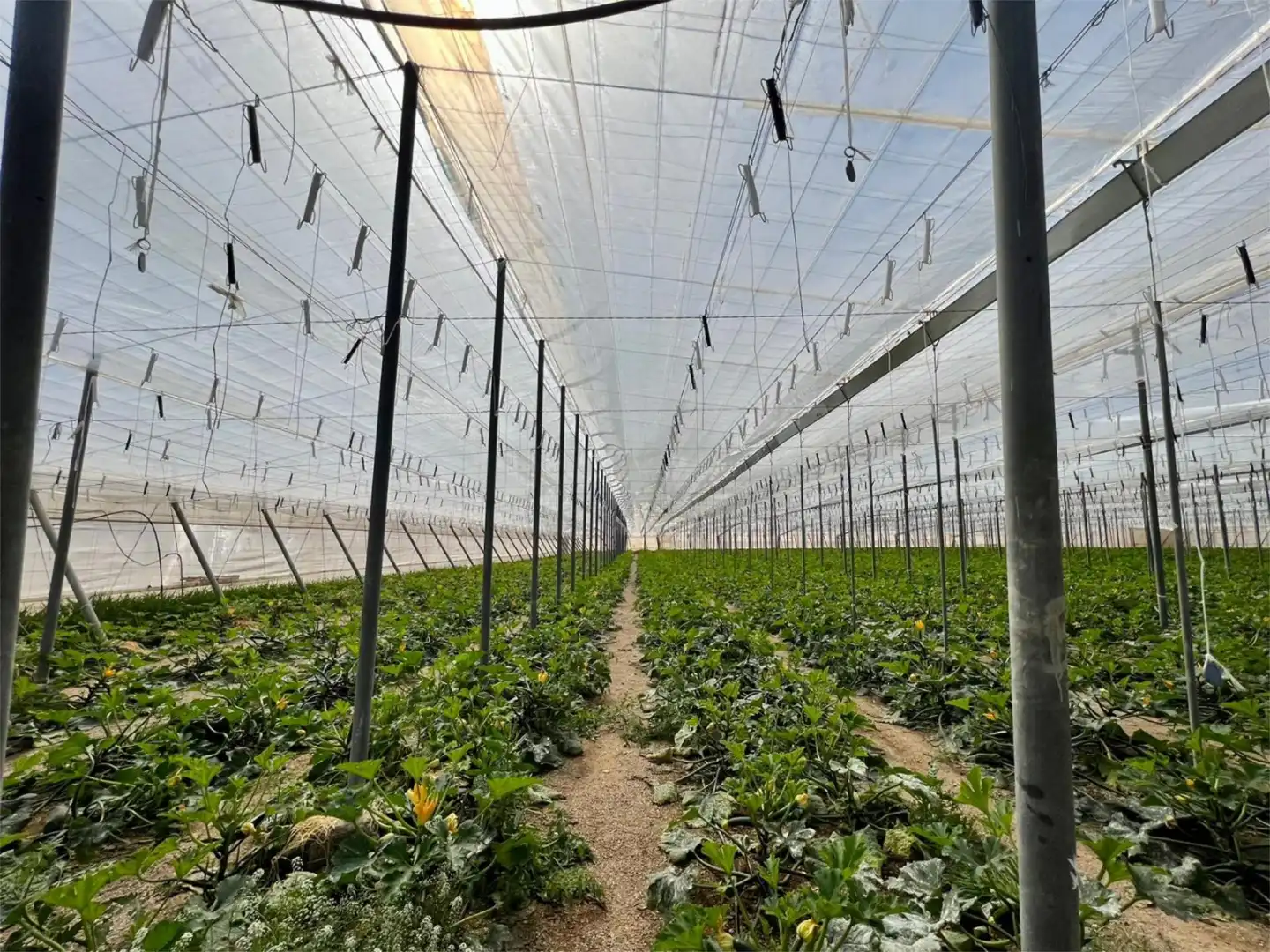 Jardí de Finca rústica en venda en Níjar