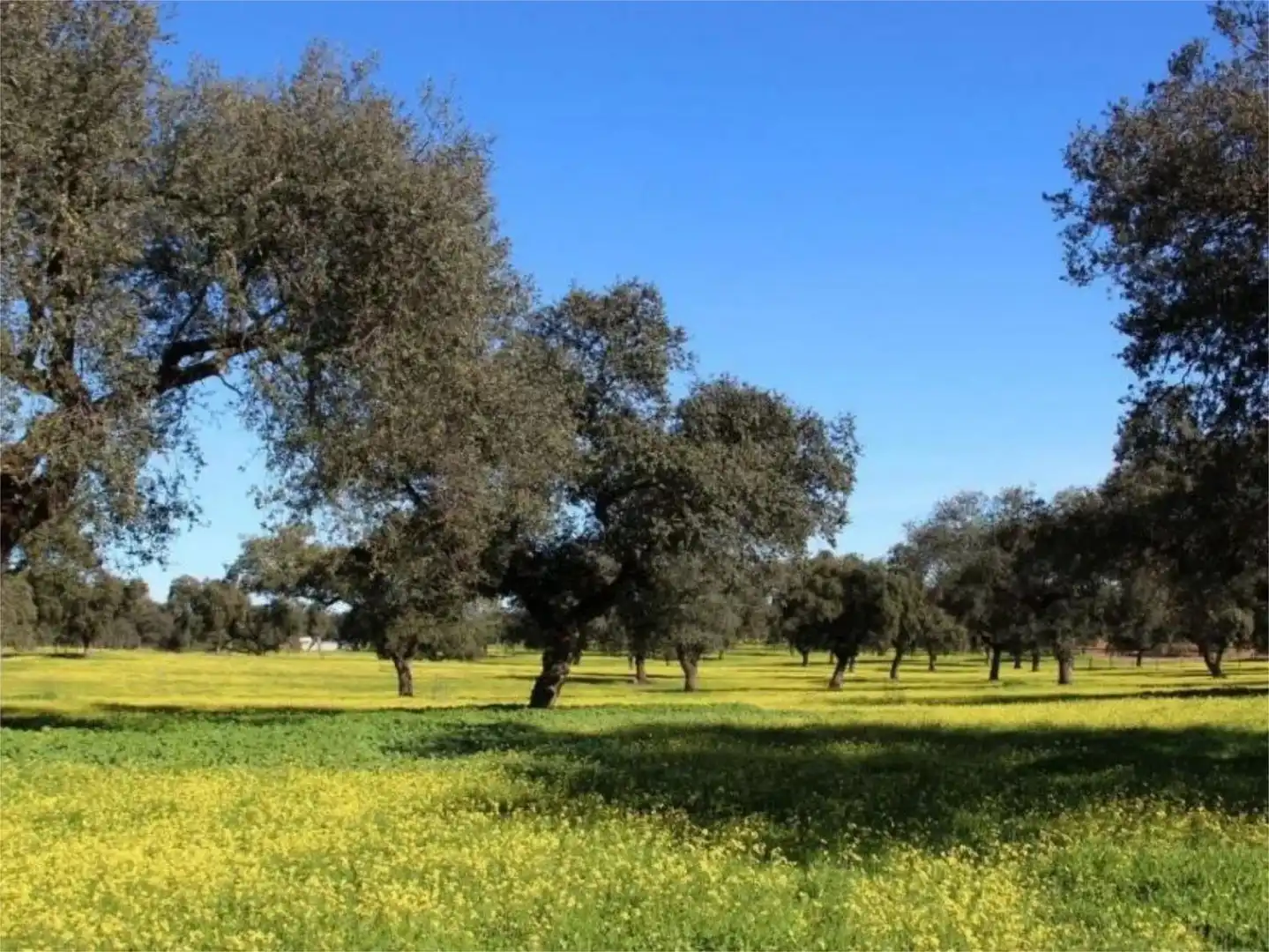 Exterior view of Country homes for sale in Castilblanco de los Arroyos  with Air Conditioner, Heating and Private garden