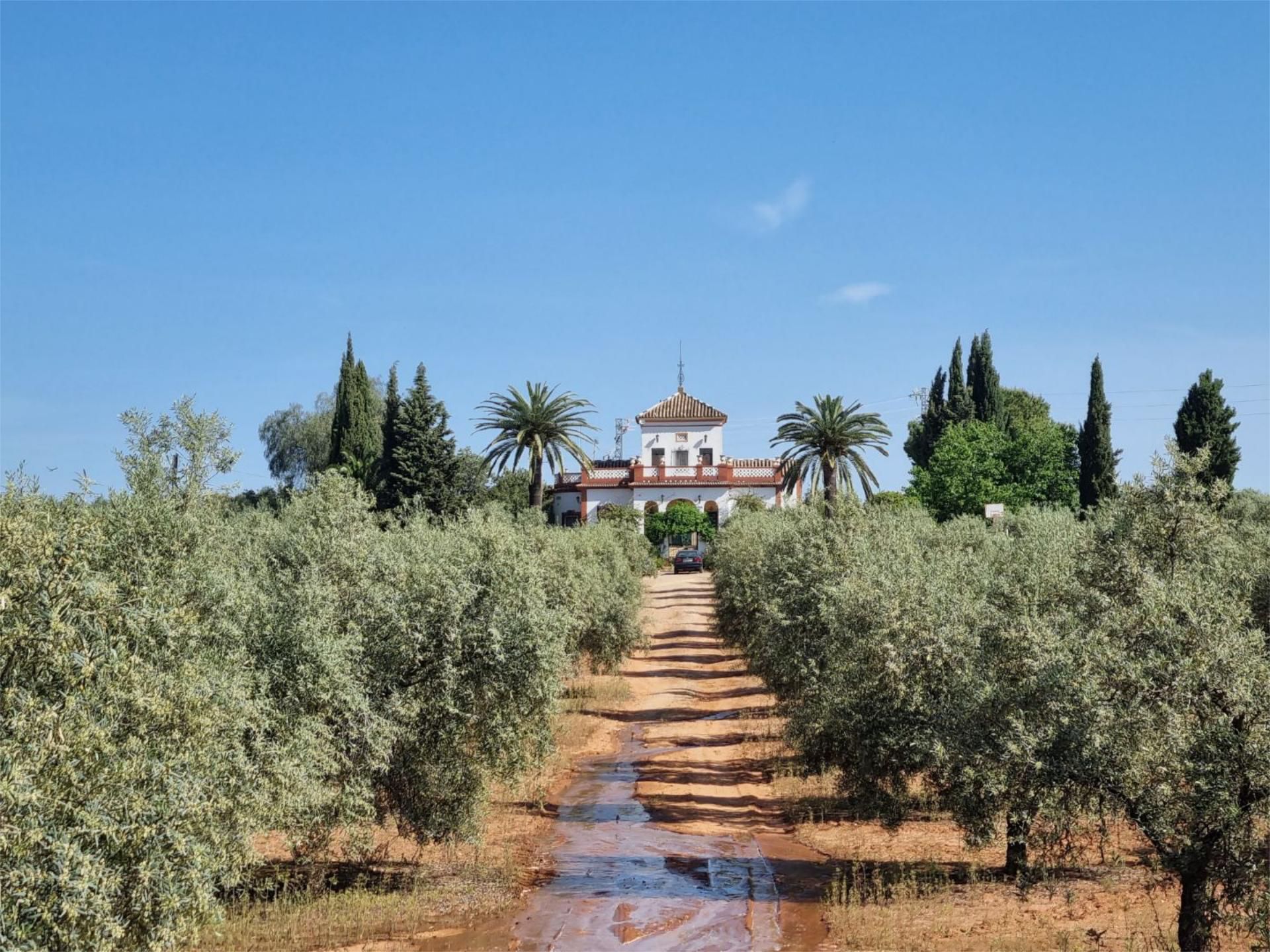 Jardí de Finca rústica en venda en Aguilar de la Frontera amb Jardí privat, Terrassa i Piscina