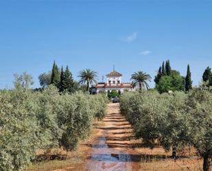 Garden of Country house for sale in Aguilar de la Frontera  with Private garden, Terrace and Swimming Pool