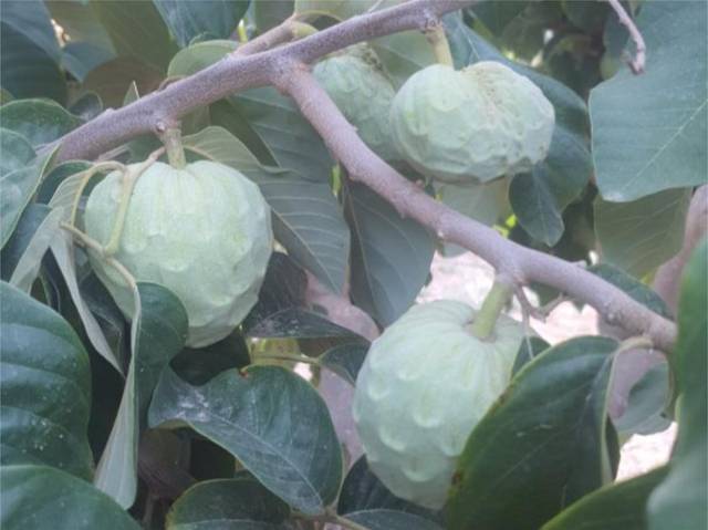 Terreno en Venta en Calle Portón, 1 en Molvízar