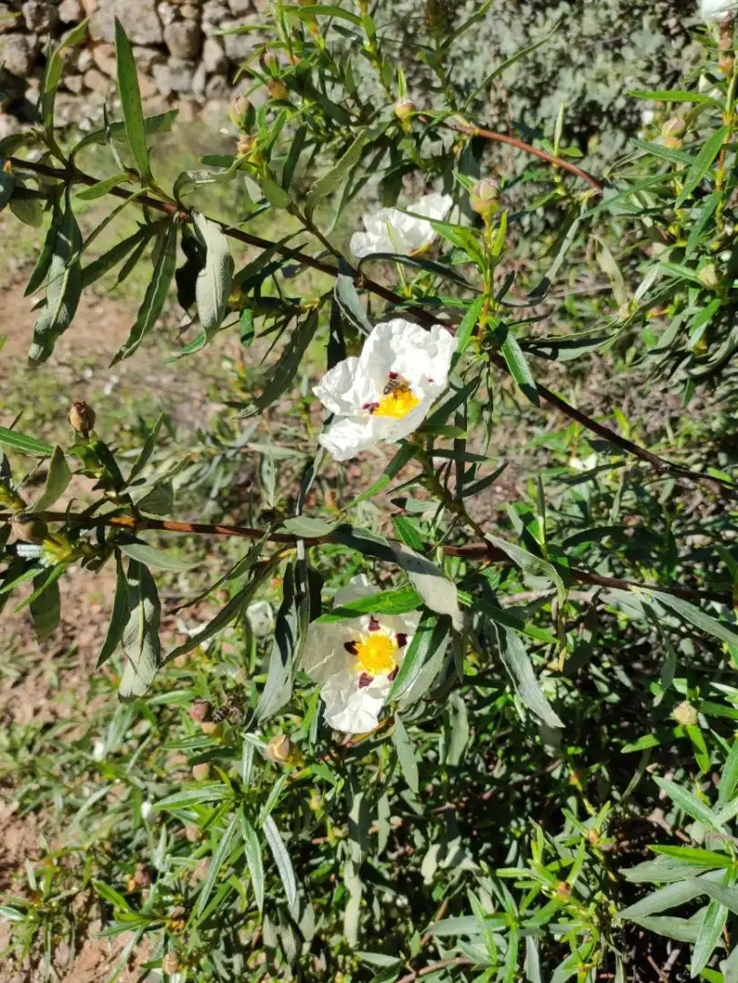Jardín de Piso en venta en Aldeanueva de San Bartolomé