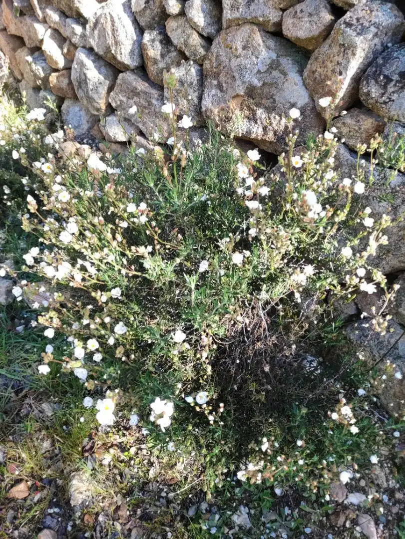 Jardín de Piso en venta en Aldeanueva de San Bartolomé