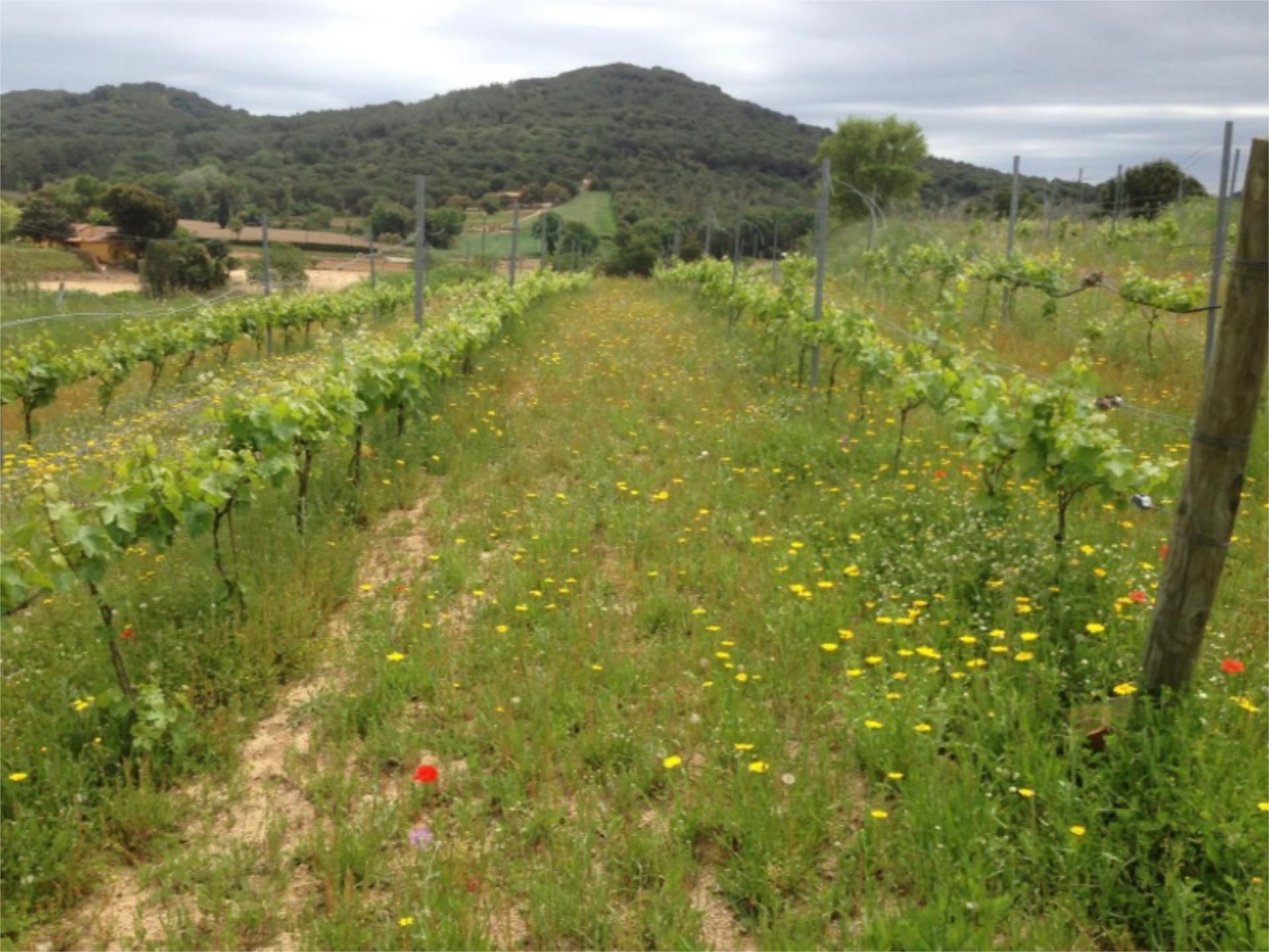 No Urbanitzable en venda en Blanes