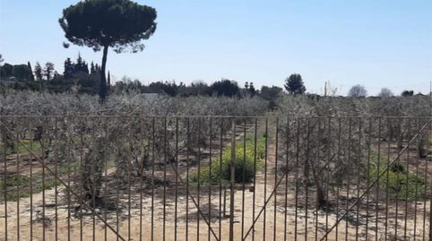 Photo 3 of Land for sale in Calleja las Animas, 14, Villanueva del Ariscal, Sevilla