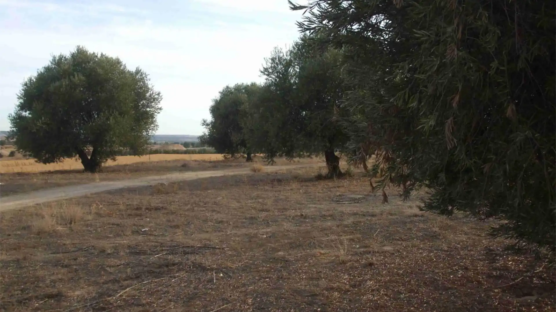 Grundstücke zum Verkauf in Ciempozuelos